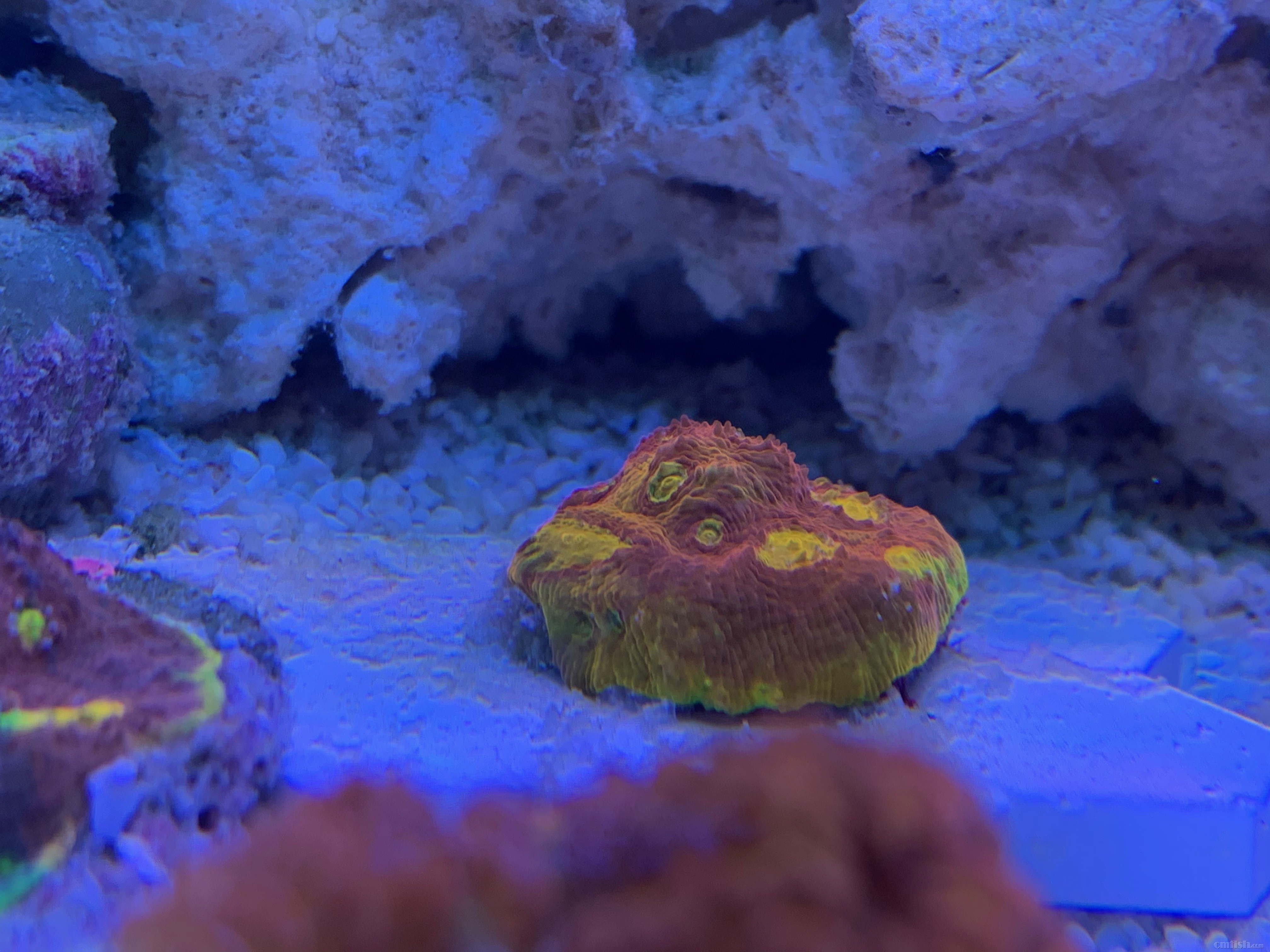 Red-sea 0226 - 1.jpeg