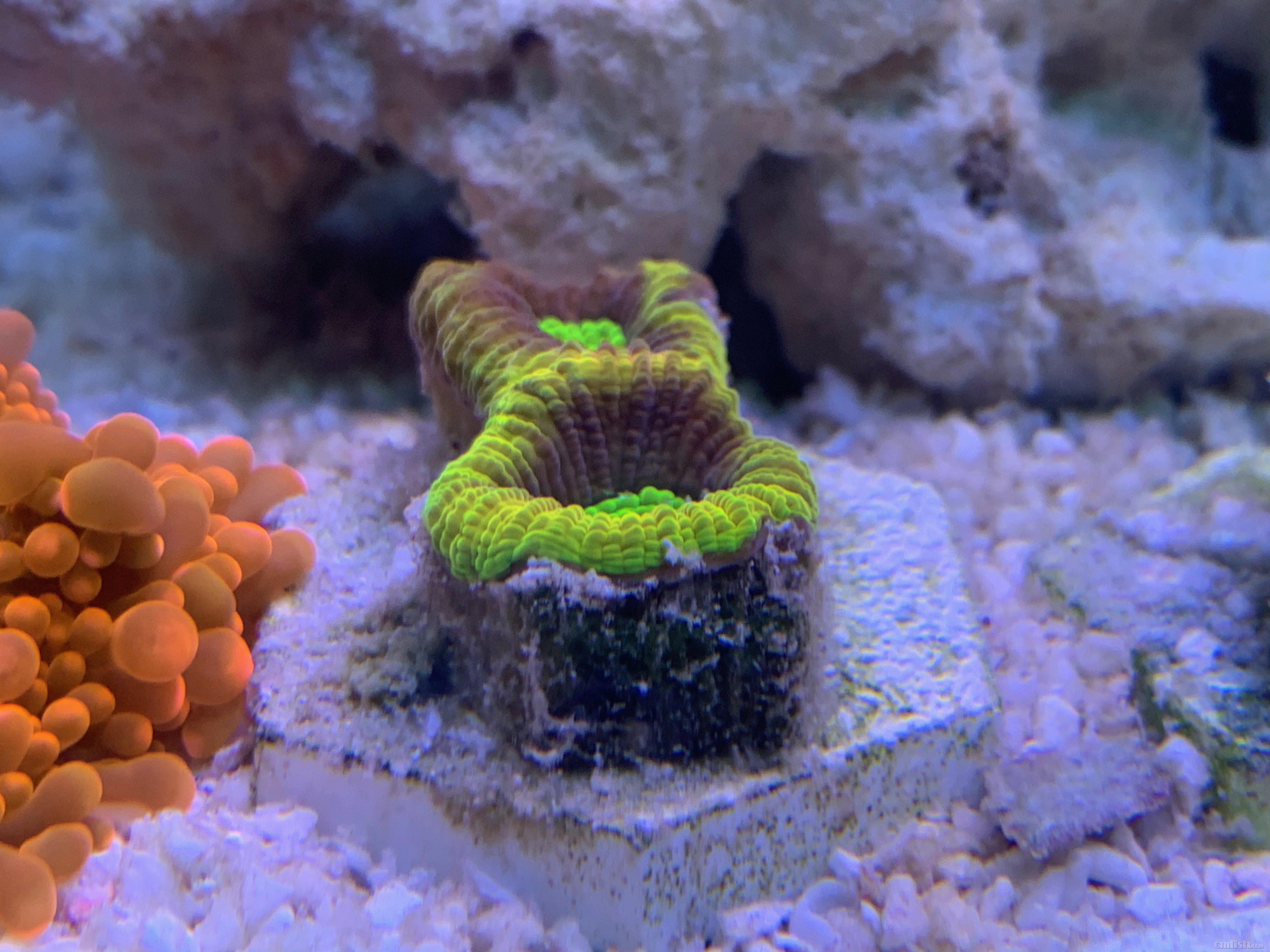 Red-sea 0226 - 3.jpeg