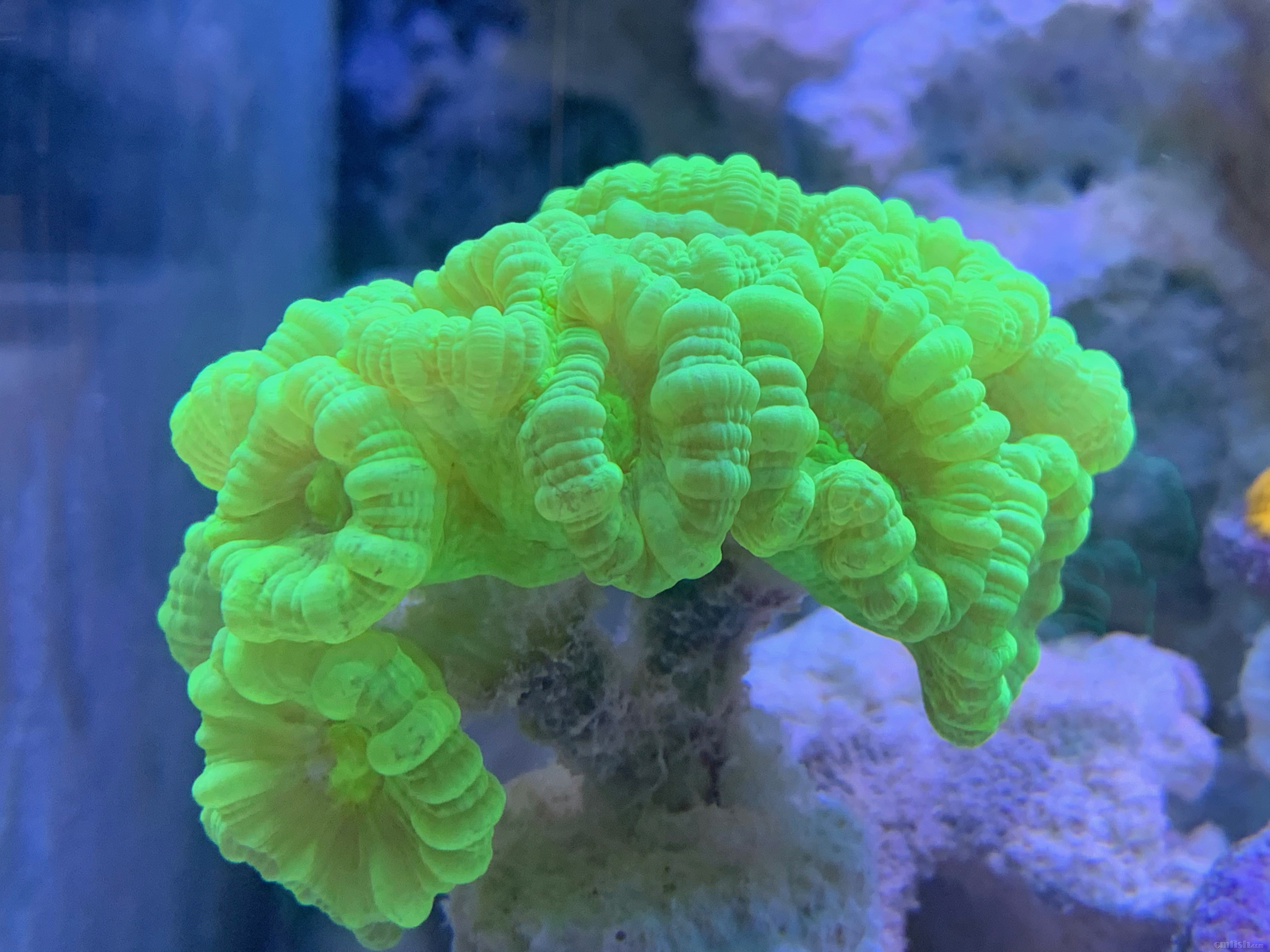 Red-sea 0226 - 4.jpeg