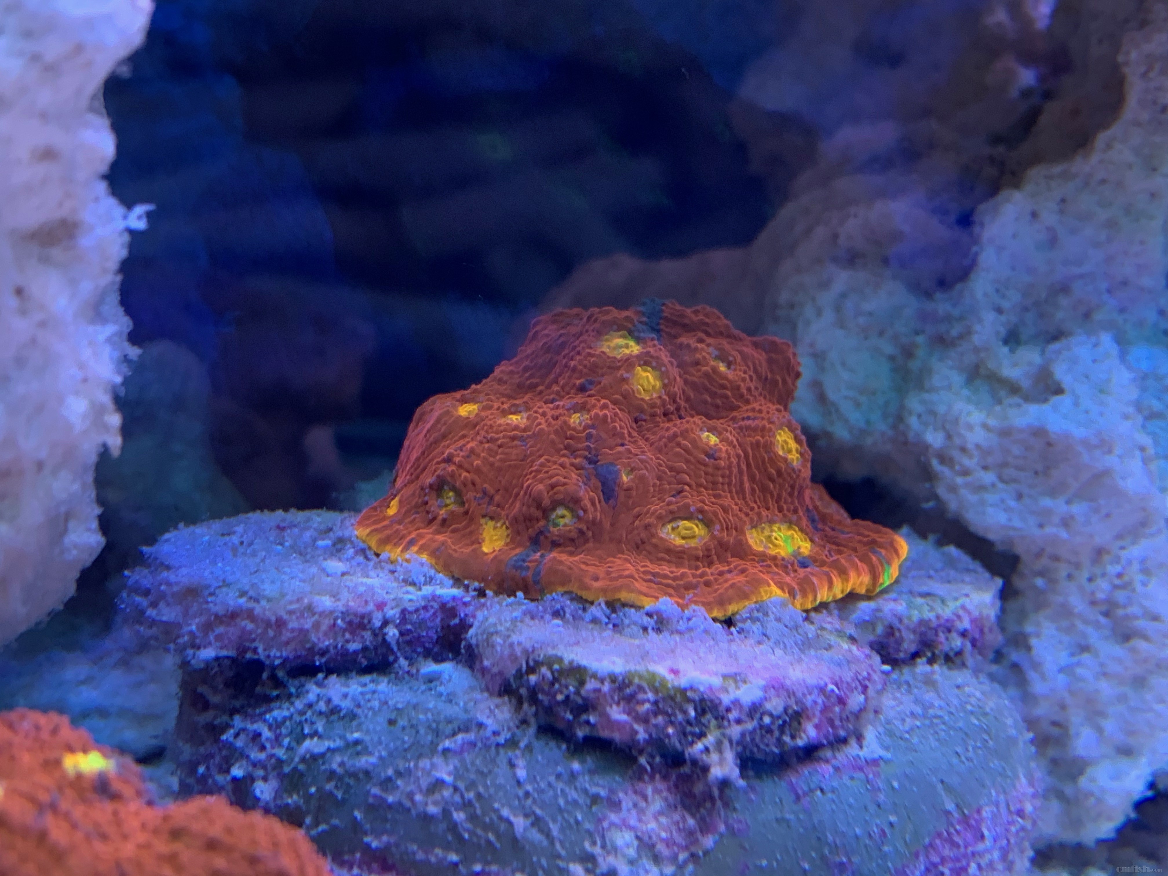 Red-sea 0226 - 7.jpeg