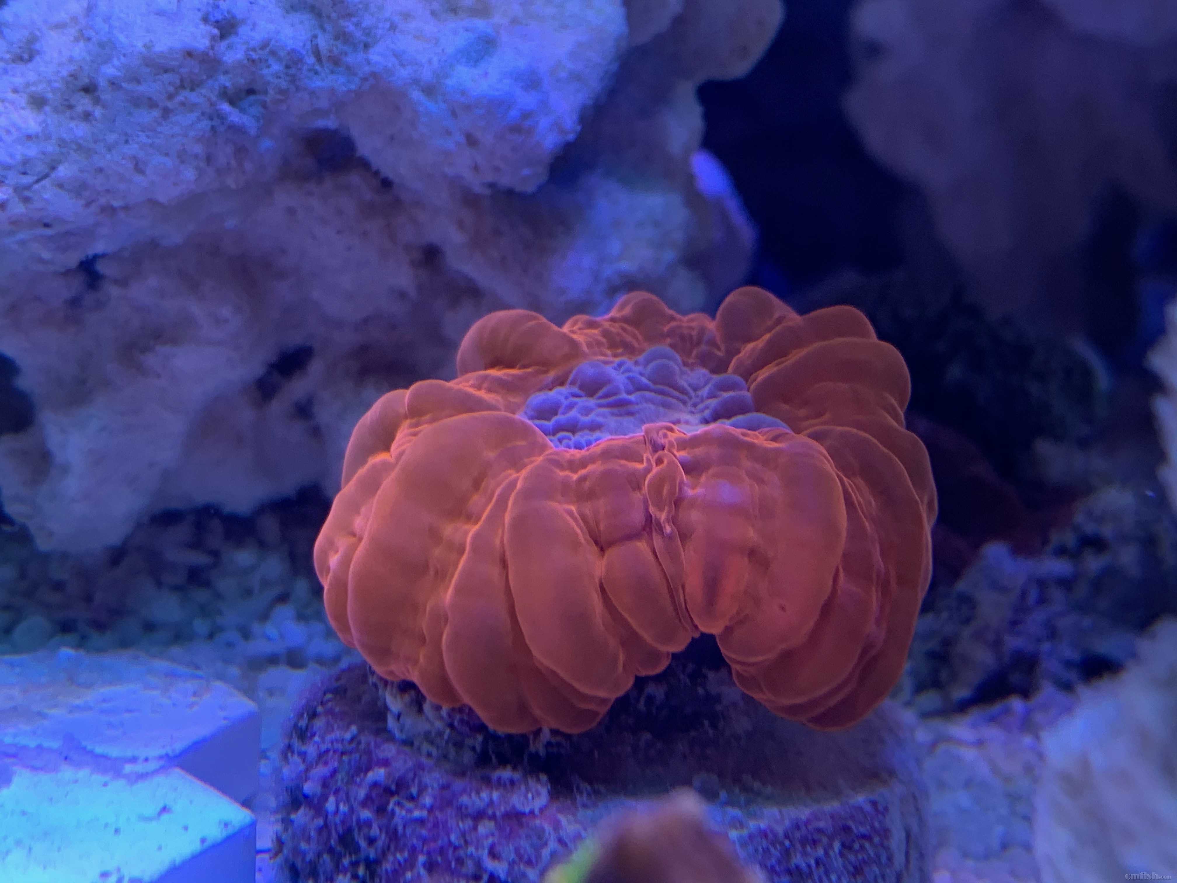 Red-sea 0226 - 6.jpeg