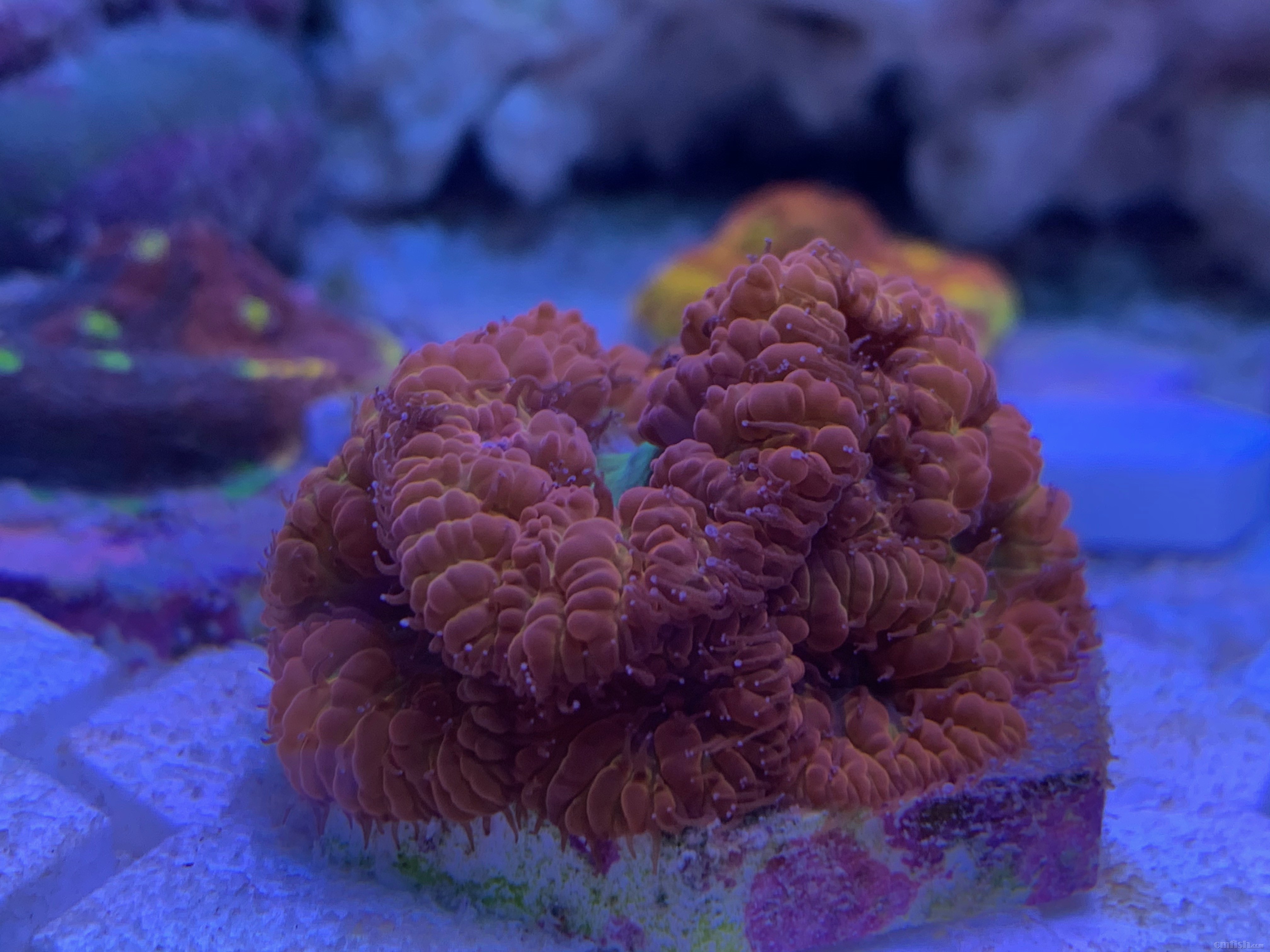 Red-sea 0226 - 8.jpeg