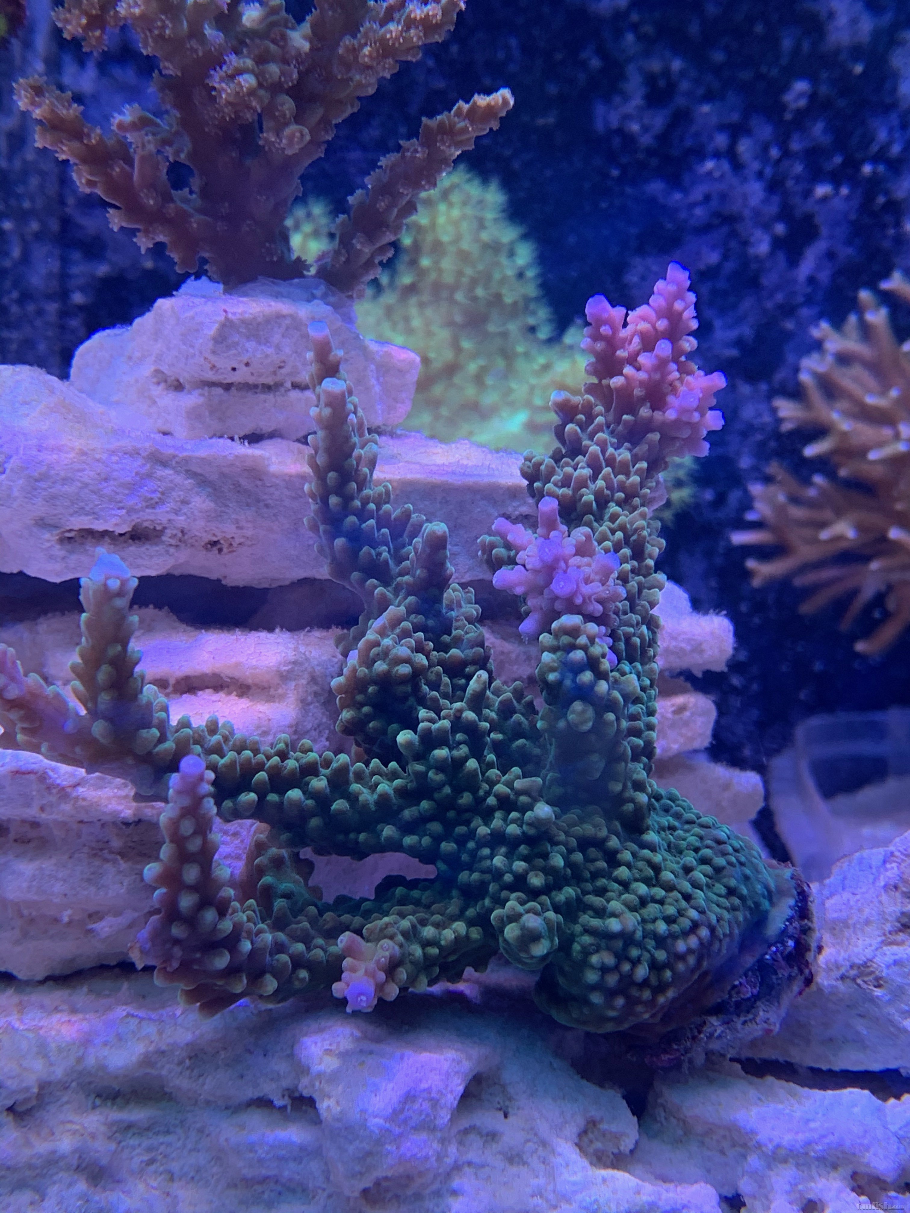 Red-sea 0226 - 9.jpeg