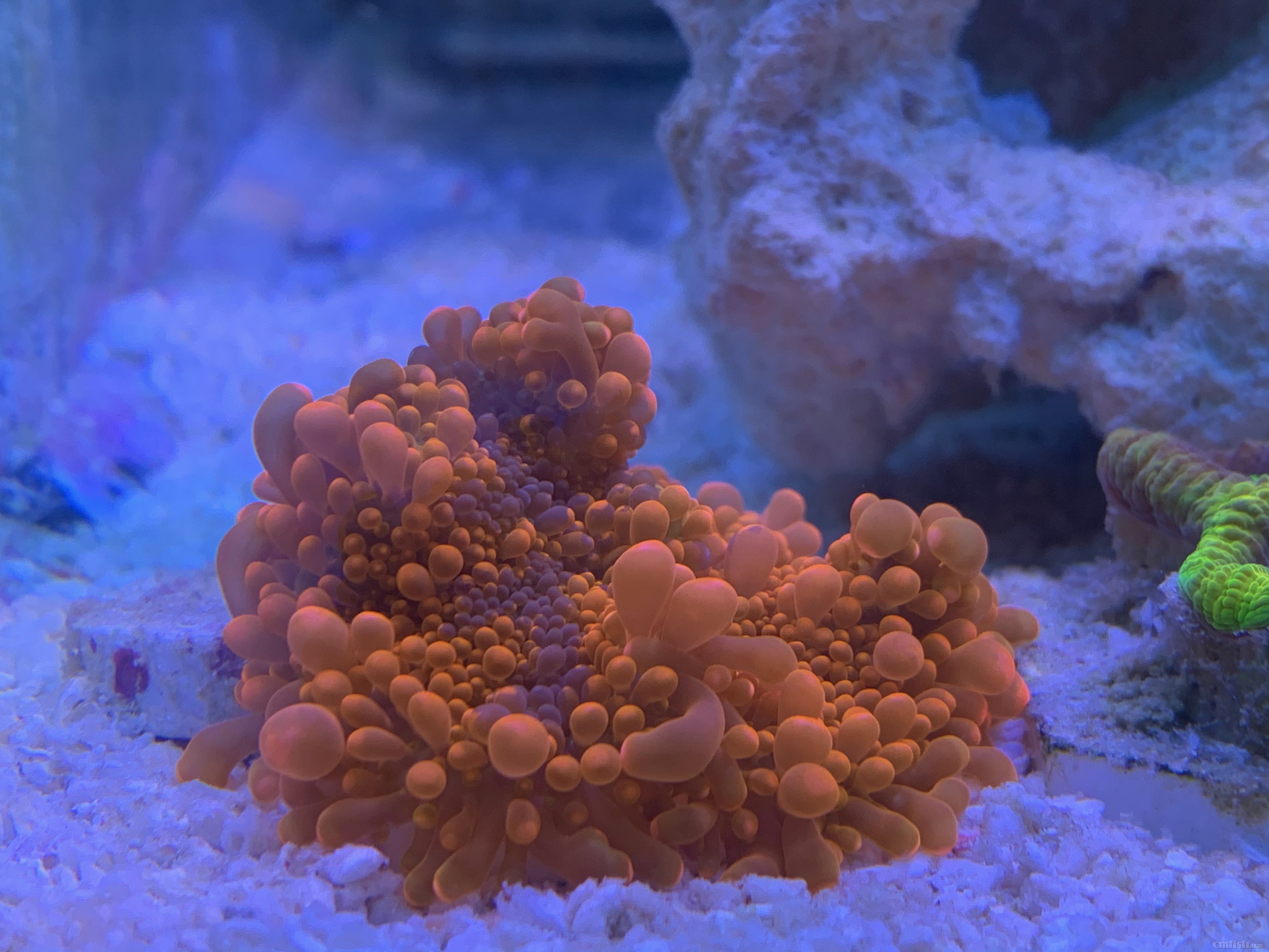 Red-sea 0226 - 11.jpeg