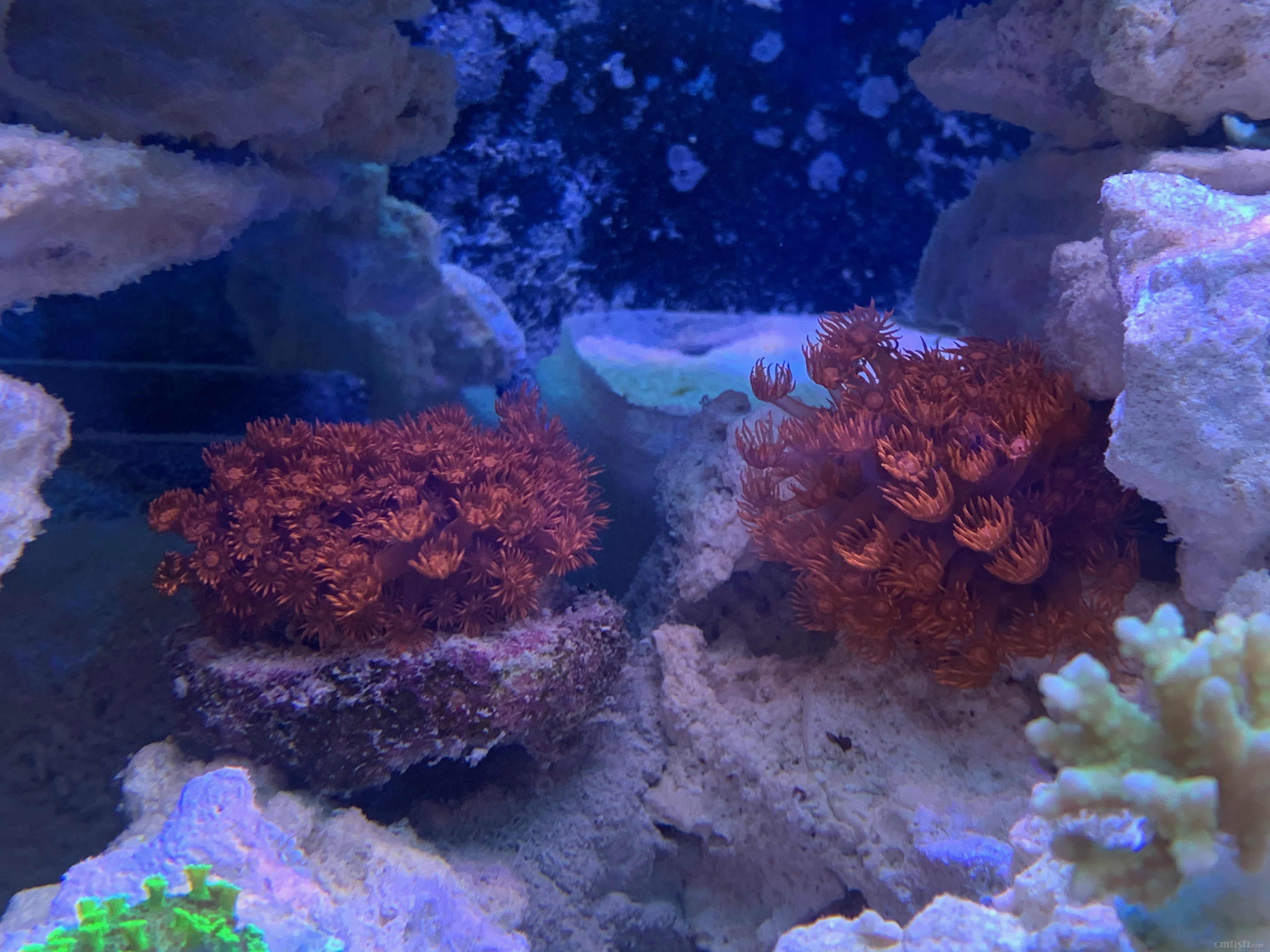 Red-sea 0226 - 12.jpeg