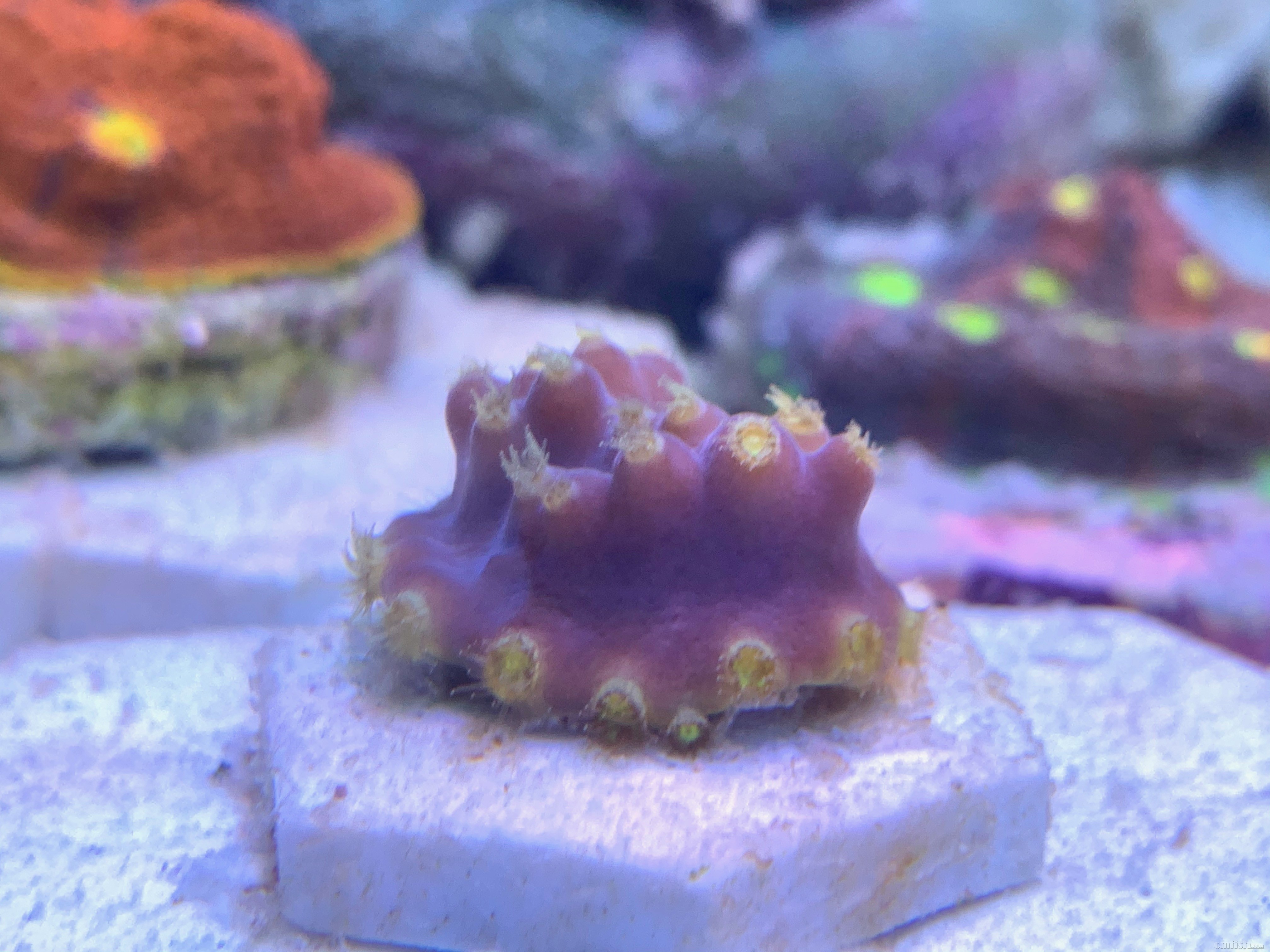 Red-sea 0226 - 17.jpeg