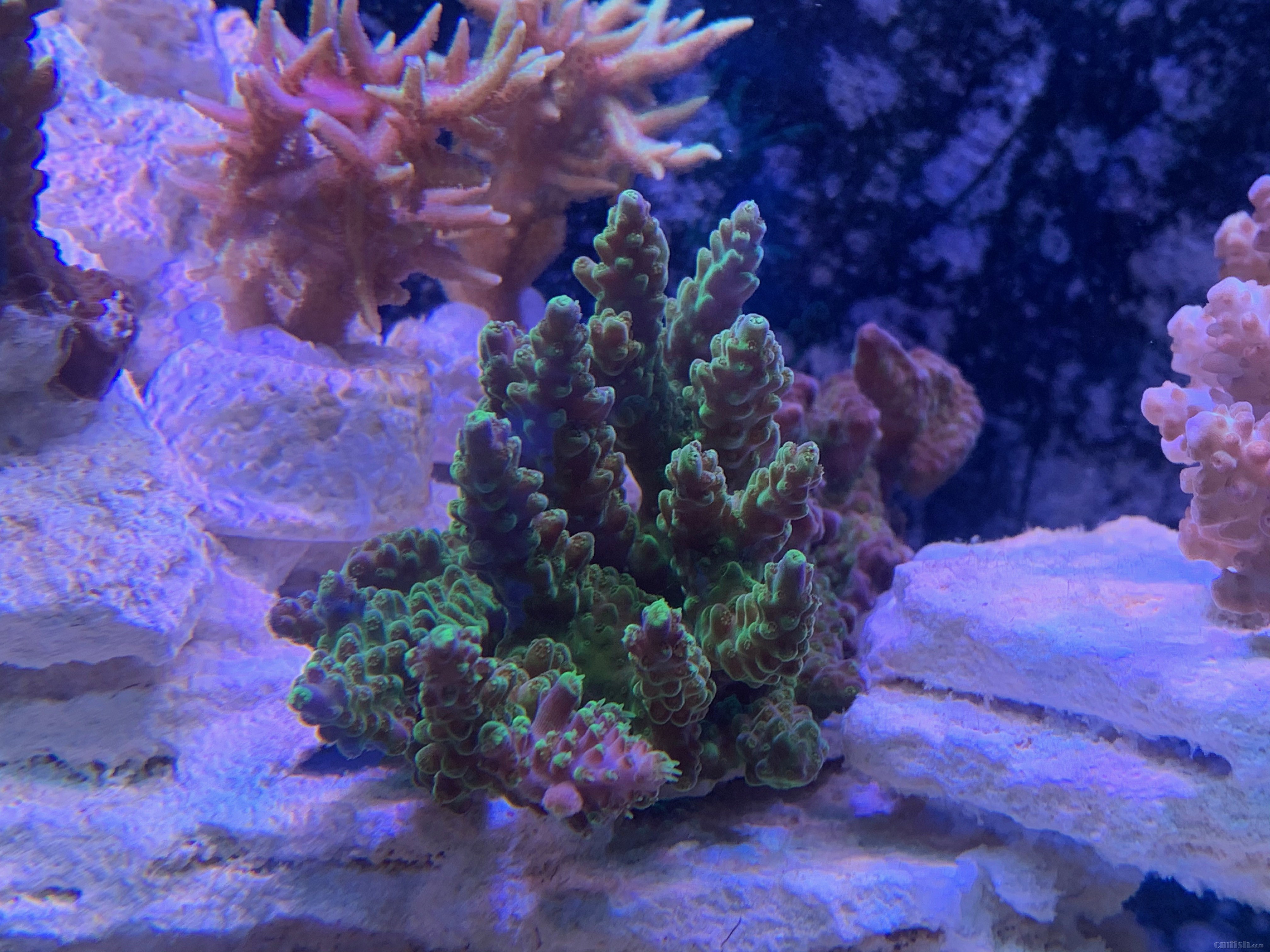 Red-sea 0226 - 20.jpeg