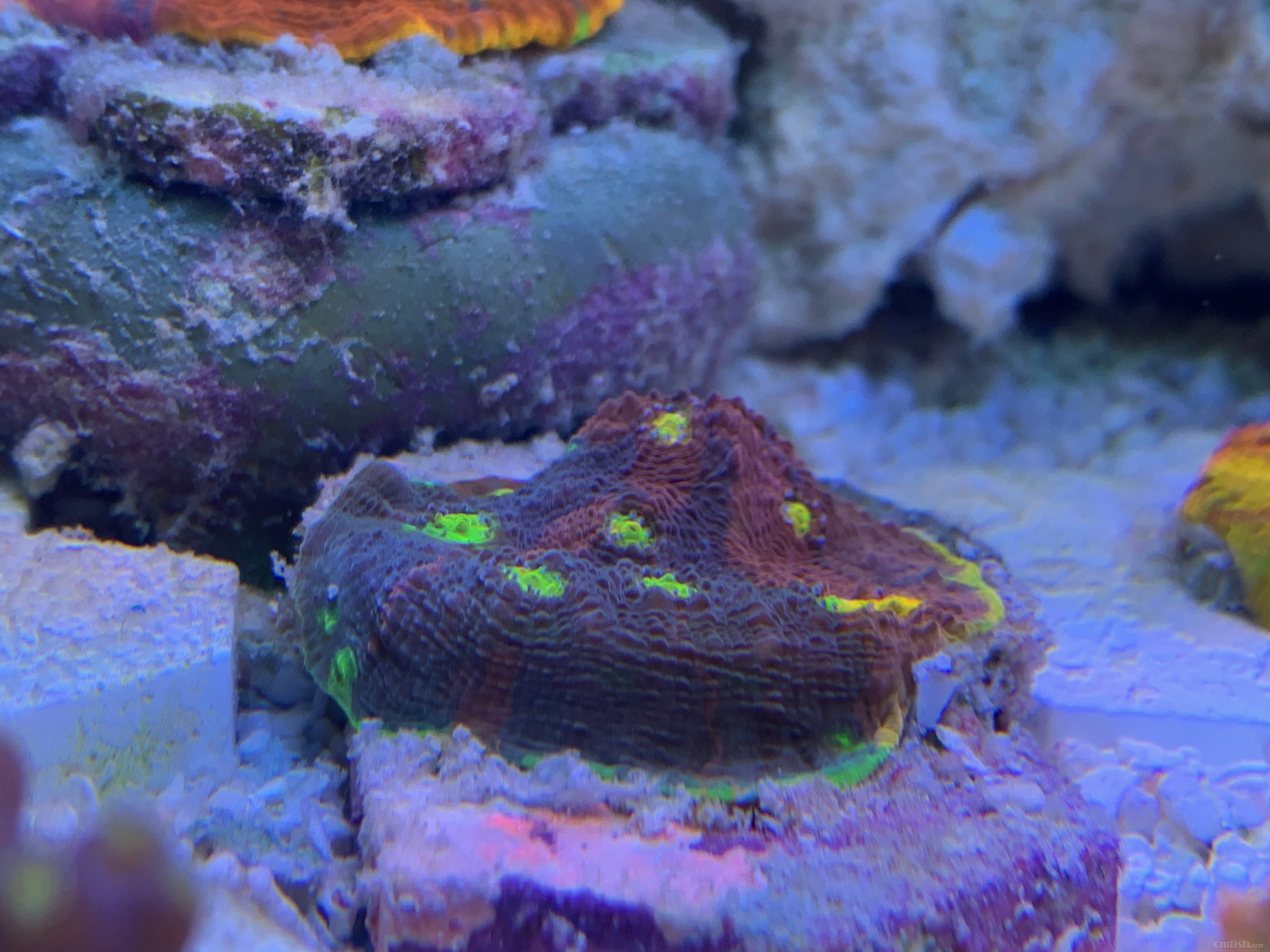 Red-sea 0226 - 19.jpeg