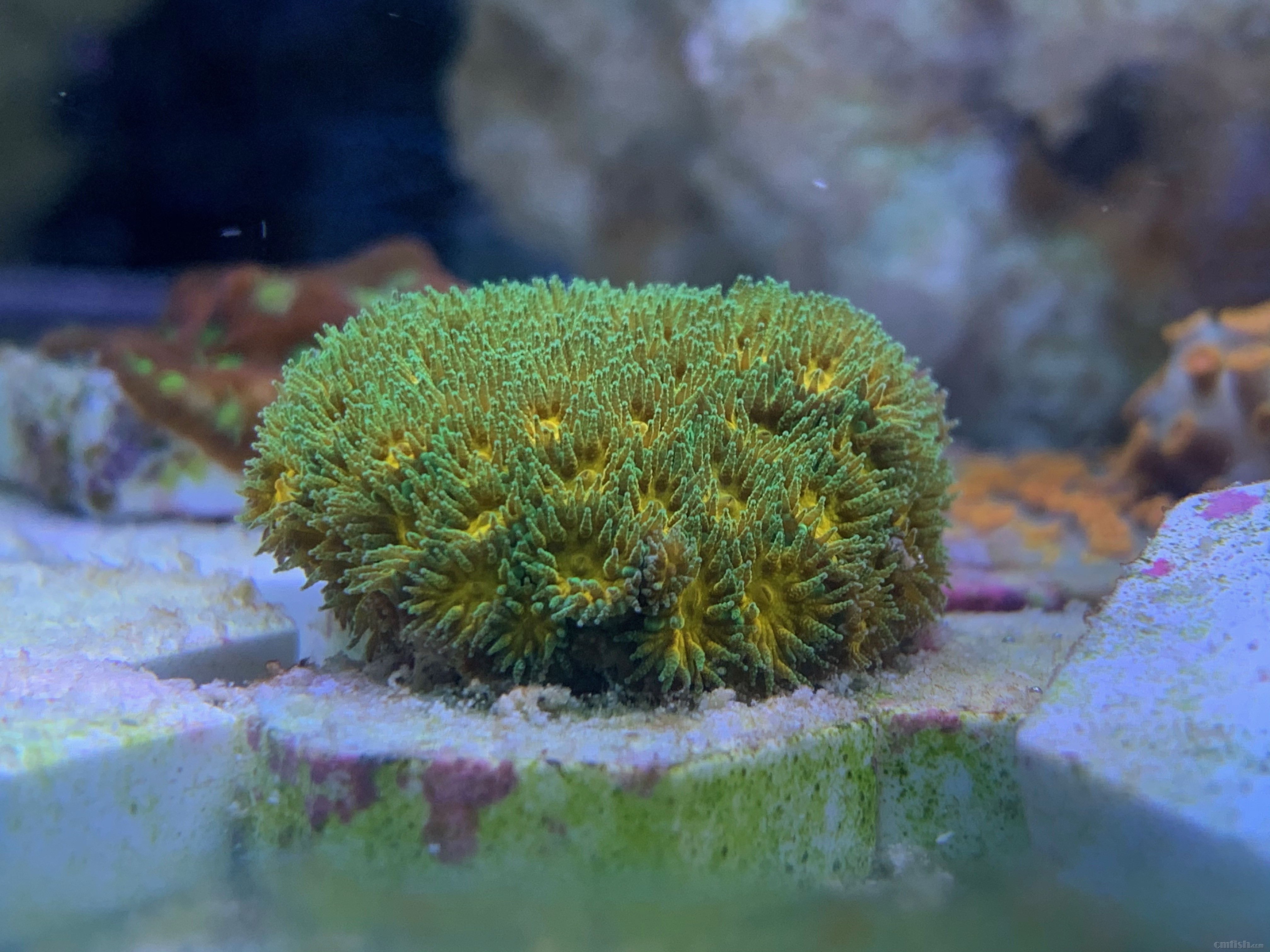 Red-sea 0226 - 4 (1).jpeg