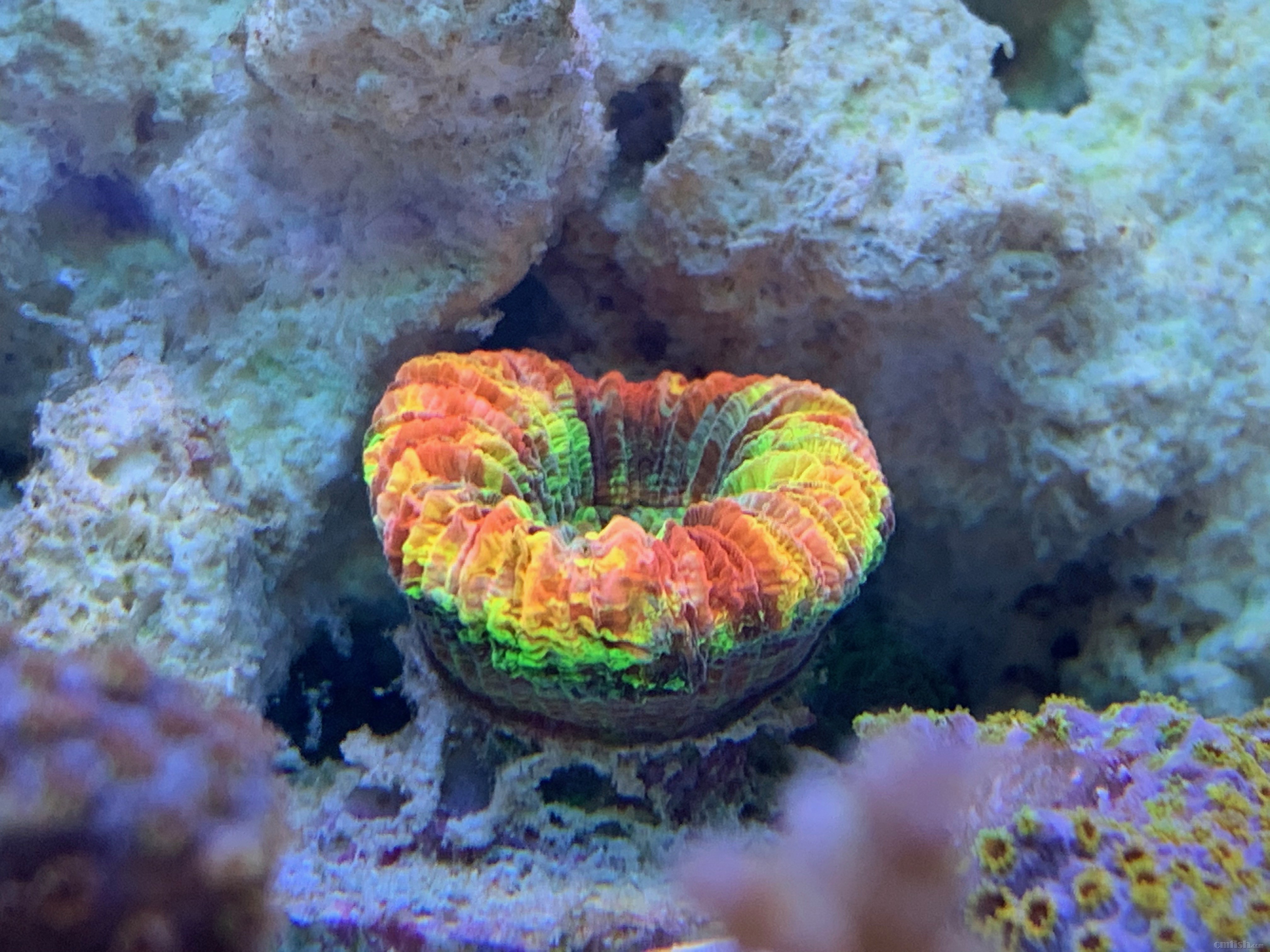 Red-sea 0226 - 5 (1).jpeg