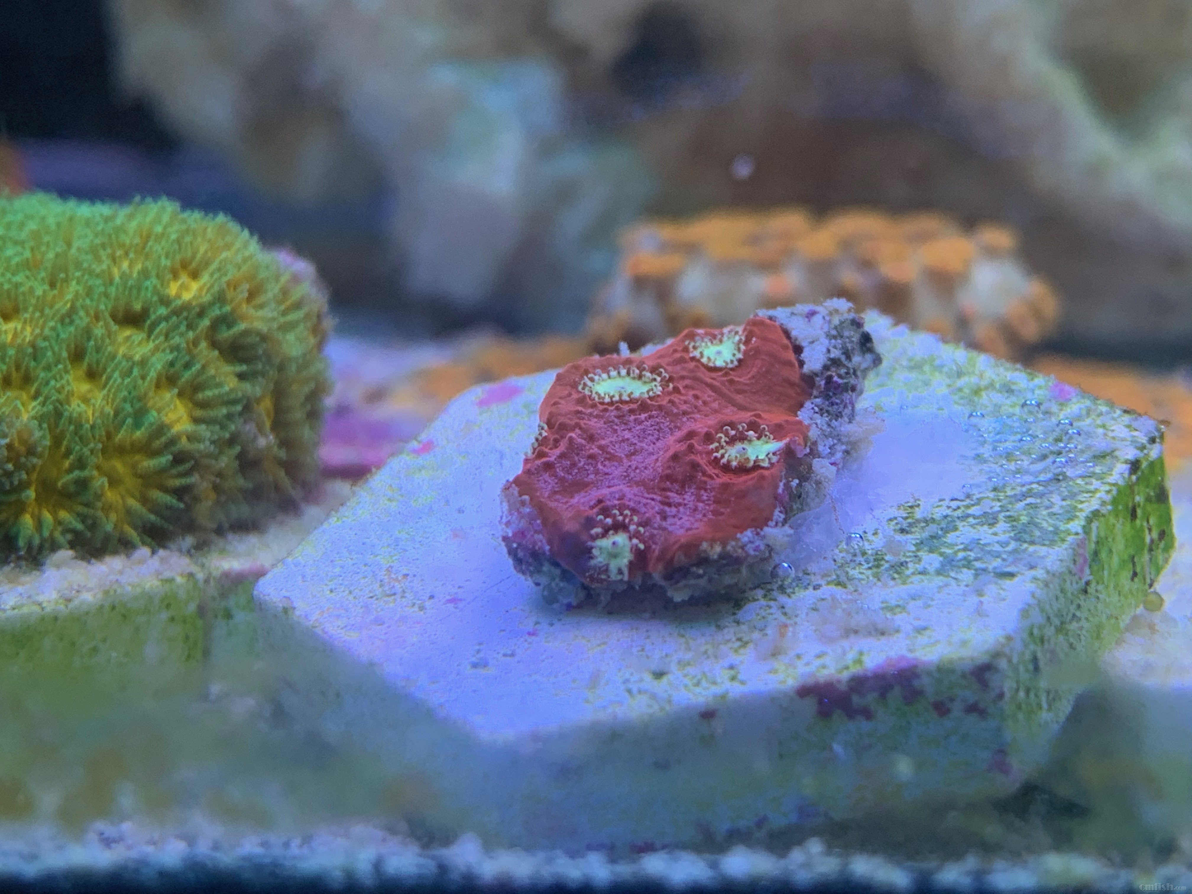 Red-sea 0226 - 7 (1).jpeg