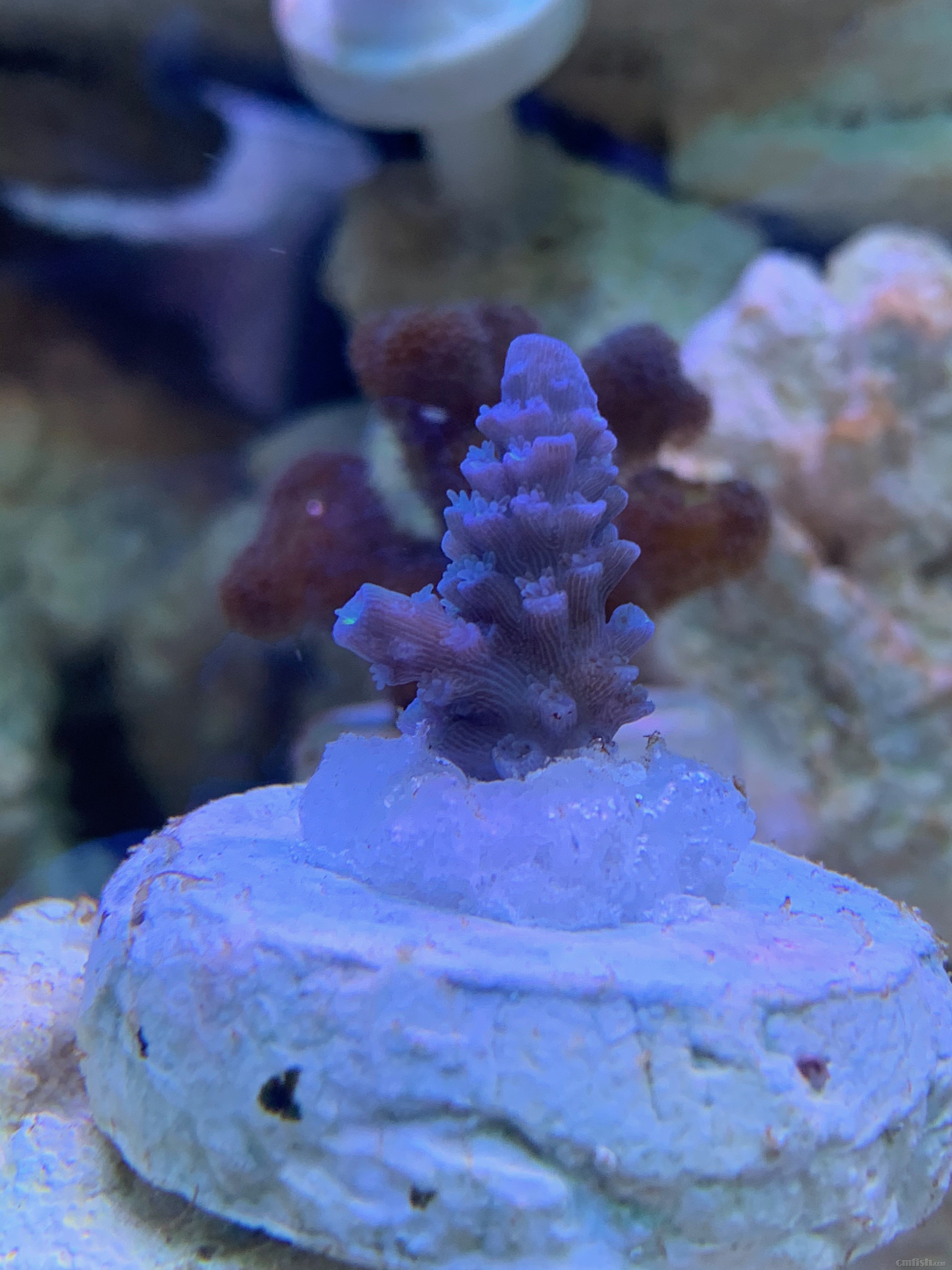 Red-sea 0226 - 8 (1).jpeg