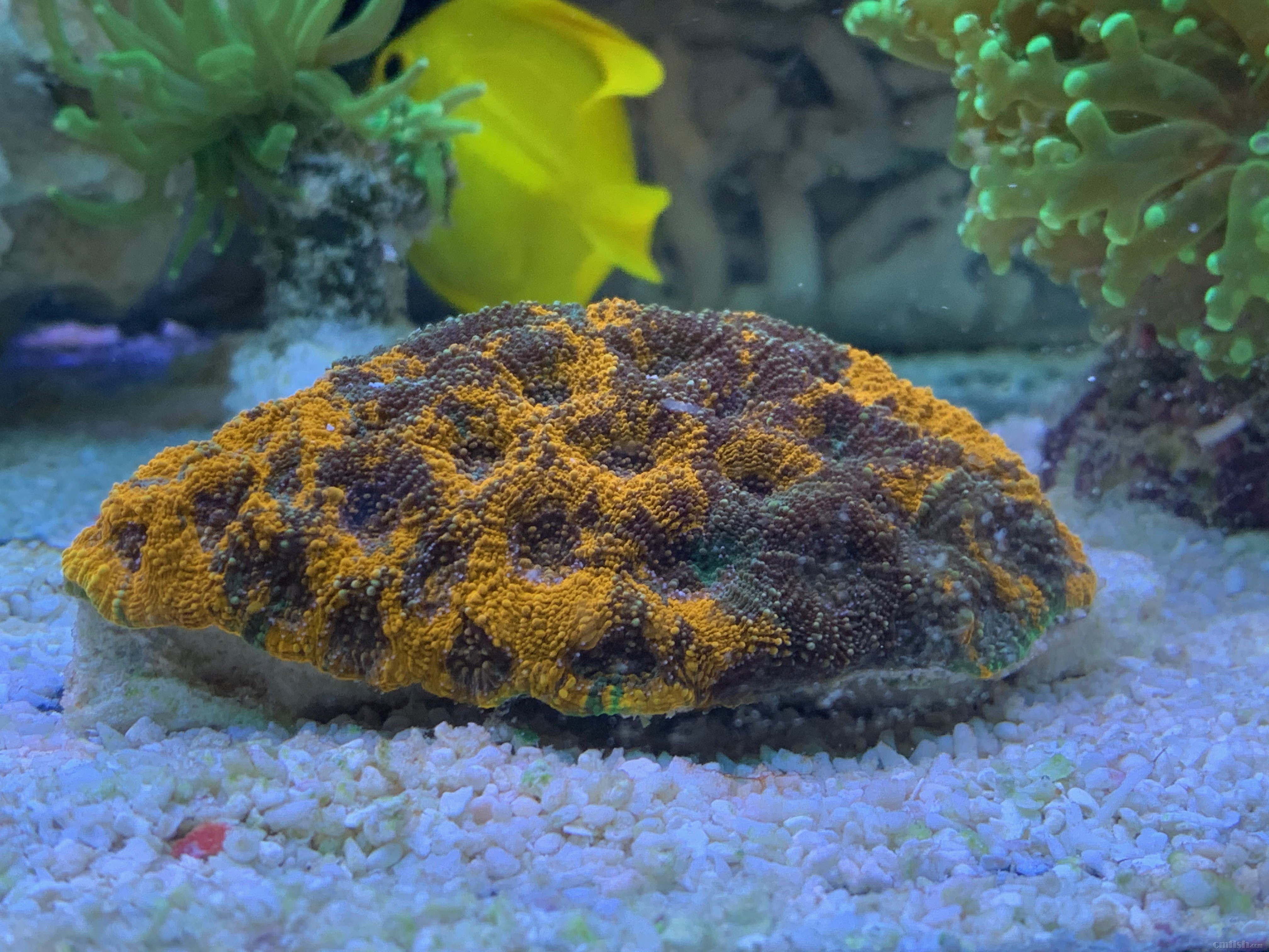 Red-sea 0226 - 9 (1).jpeg