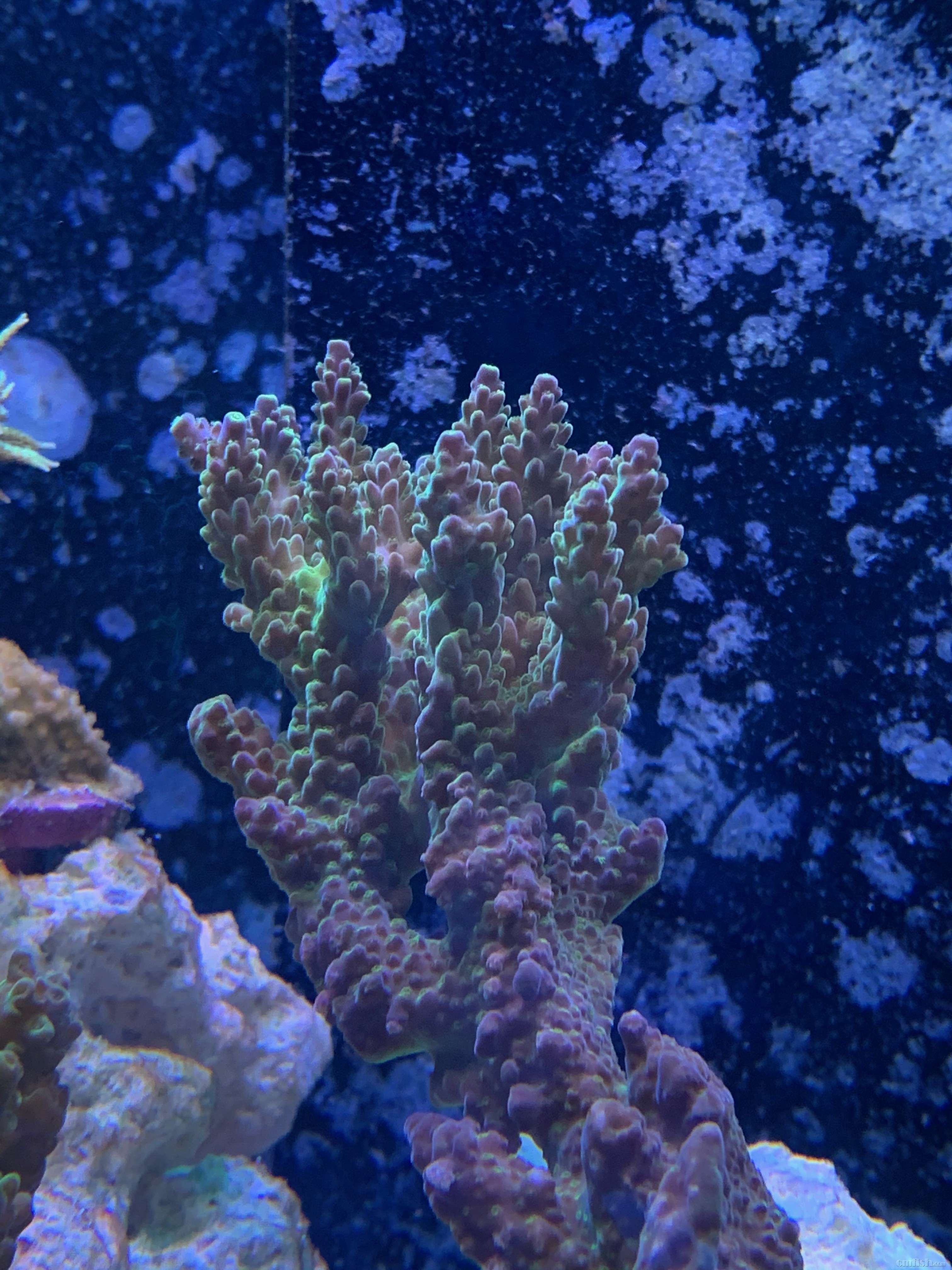 Red-sea 0226 - 10 (1).jpeg