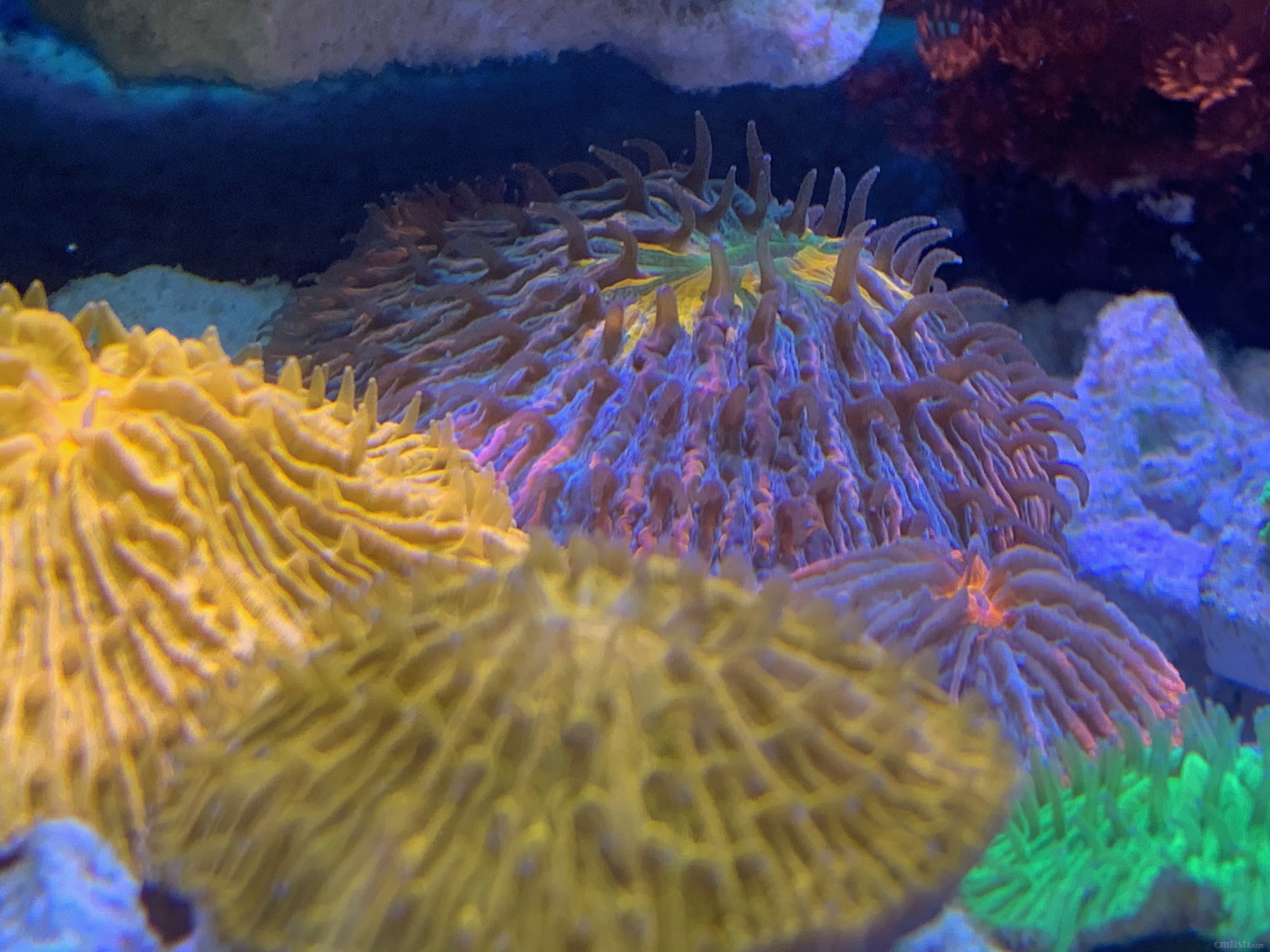 Red-sea 02261 - 1.jpeg