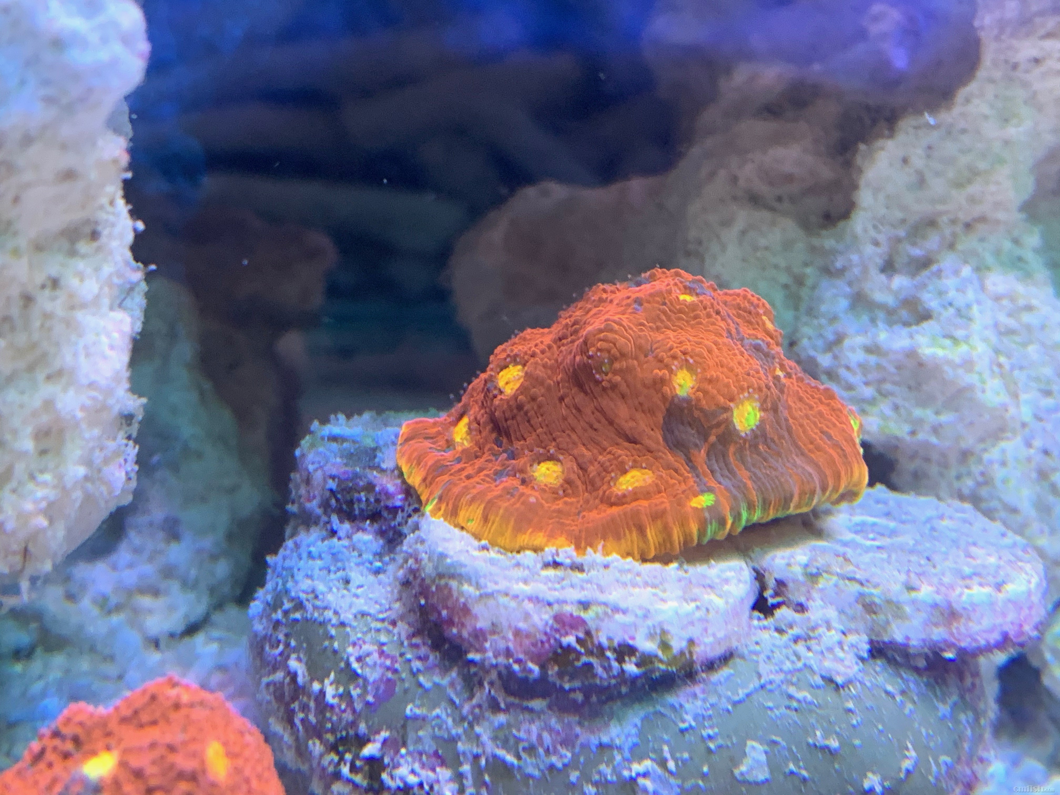 Red-sea 02261 - 4.jpeg