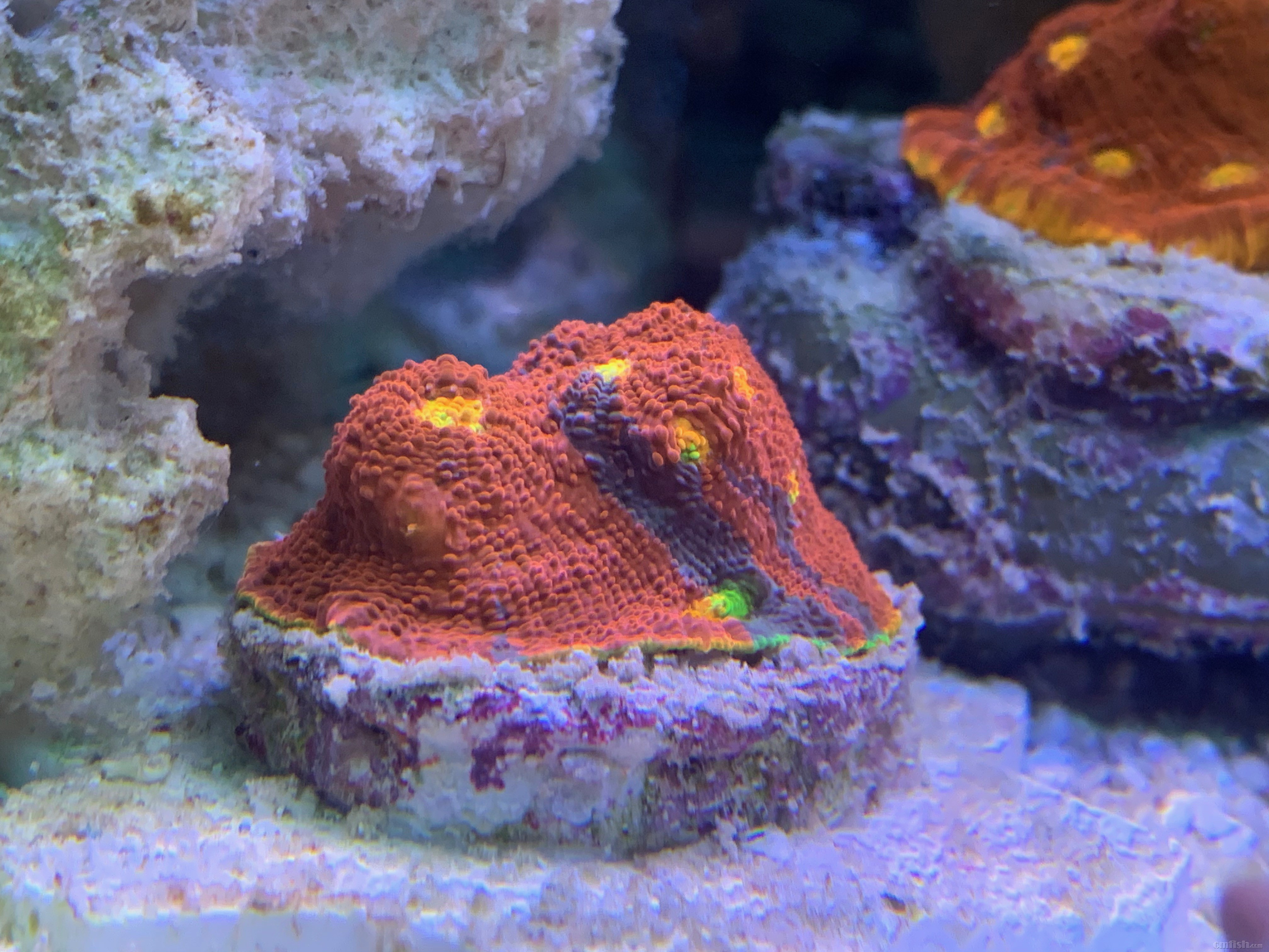 Red-sea 02261 - 5.jpeg