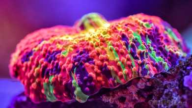 purple-monster-jawbreaker-mushroom-3.jpg