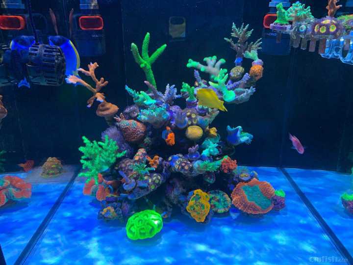 小缸扁虫无药处理亲测