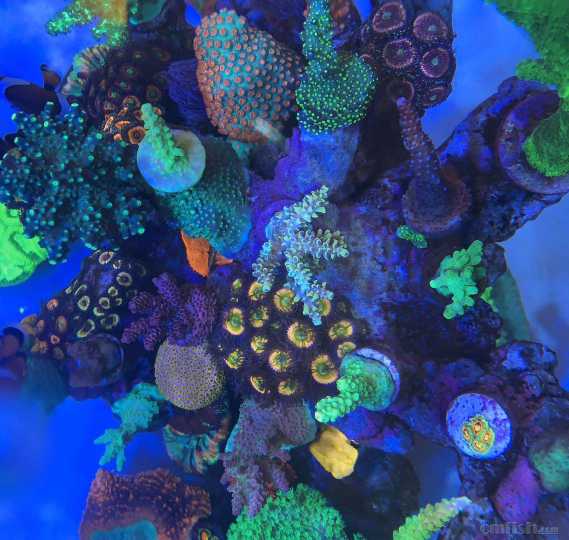 小缸扁虫无药处理亲测