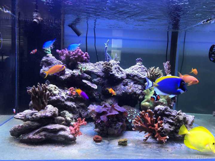 ������Ƭ