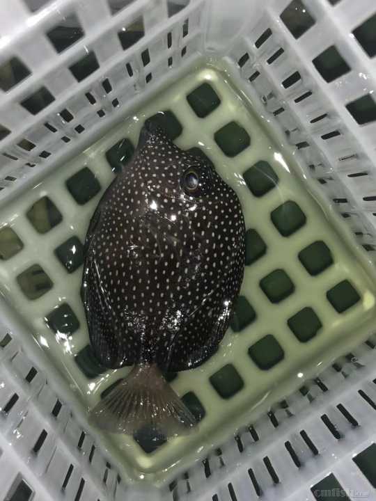 31周日黄金吊,粉蓝吊,蓝吊,篮圈,金眼吊马代线鱼类大量到货了.