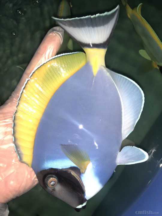 31周日黄金吊,粉蓝吊,蓝吊,篮圈,金眼吊马代线鱼类大量到货了.