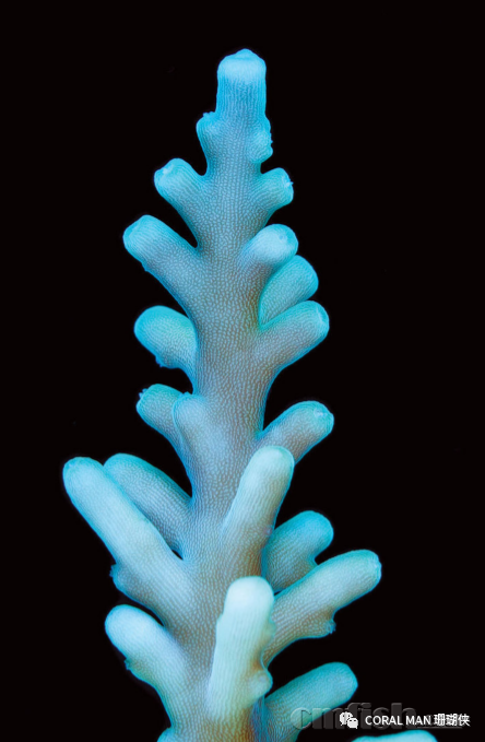 ����ɫ���� ������ Acropora turaki ������һ����ͥ��.png