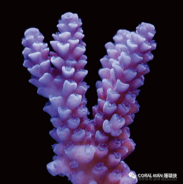 ޹�²ݻ���ɫ��¹��shanhu ��shanhu��ͬɫ.png