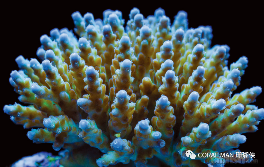 Acropora valida �ǳ�Ư���İĴ�������Ⱥ.png