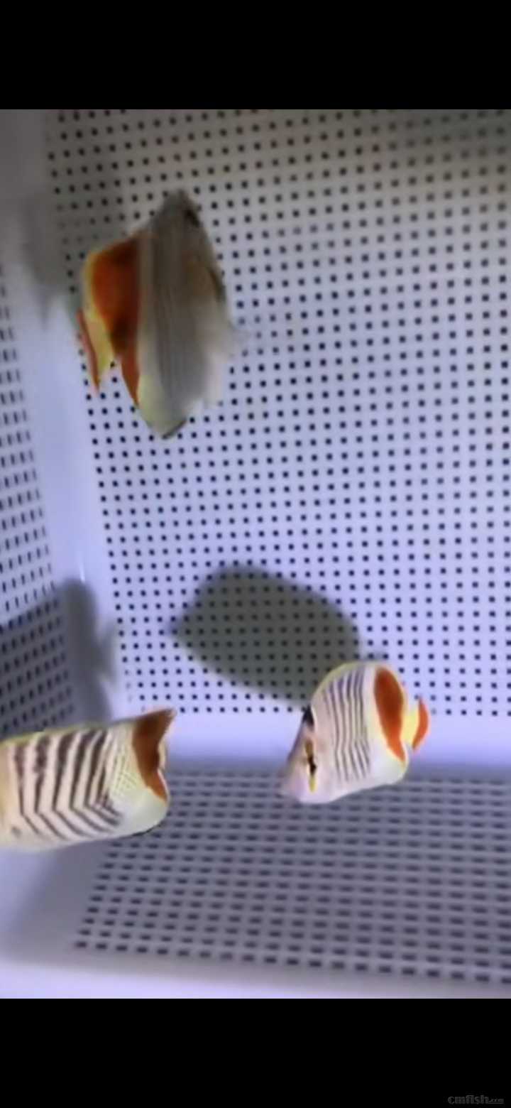 31周日黄金吊,粉蓝吊,蓝吊,篮圈,金眼吊马代线鱼类大量到货了.