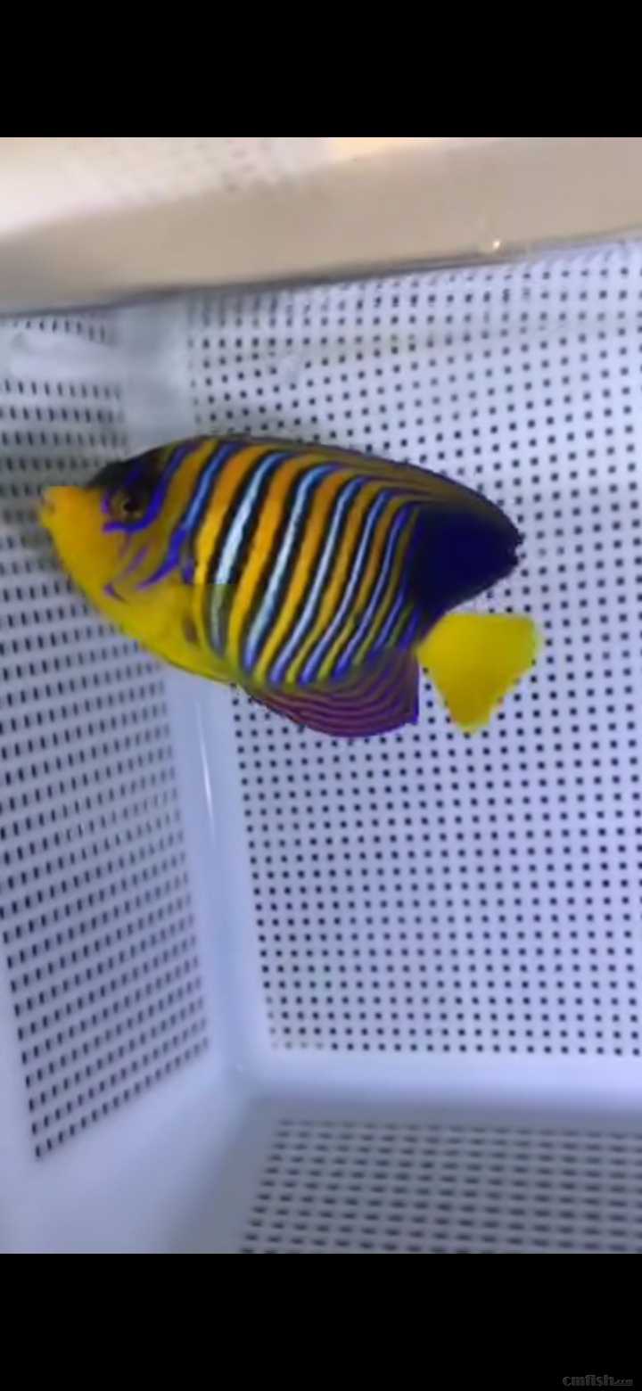 31周日黄金吊,粉蓝吊,蓝吊,篮圈,金眼吊马代线鱼类大量到货了.