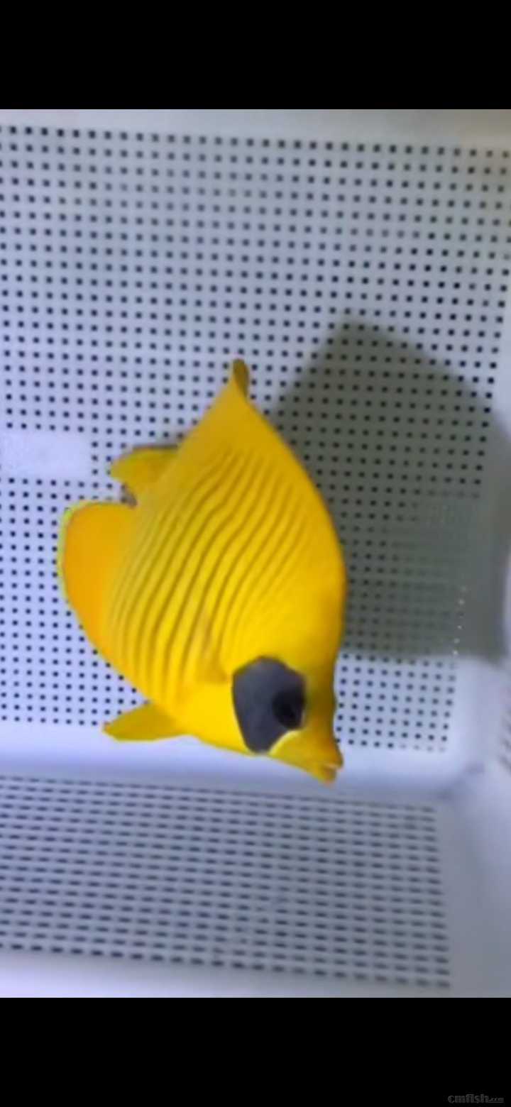 31周日黄金吊,粉蓝吊,蓝吊,篮圈,金眼吊马代线鱼类大量到货了.