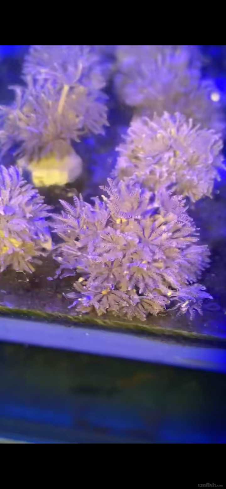 31周日黄金吊,粉蓝吊,蓝吊,篮圈,金眼吊马代线鱼类大量到货了.