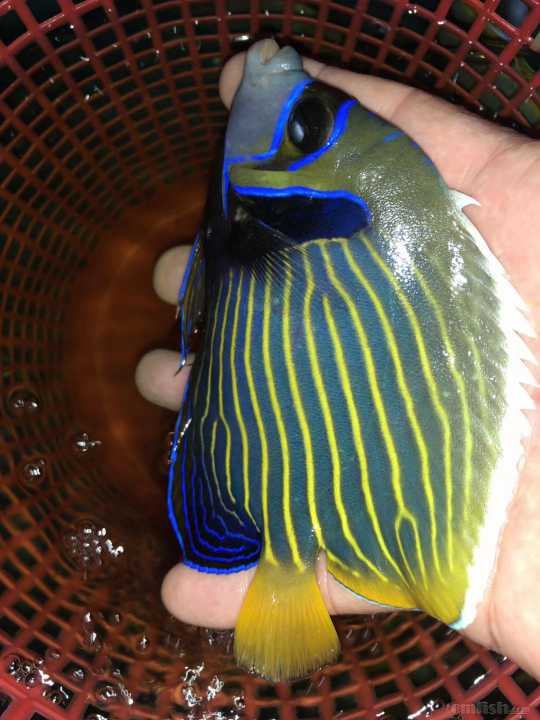 31周日黄金吊,粉蓝吊,蓝吊,篮圈,金眼吊马代线鱼类大量到货了.