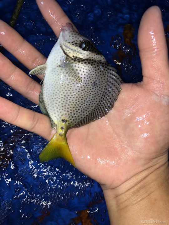 31周日黄金吊,粉蓝吊,蓝吊,篮圈,金眼吊马代线鱼类大量到货了.