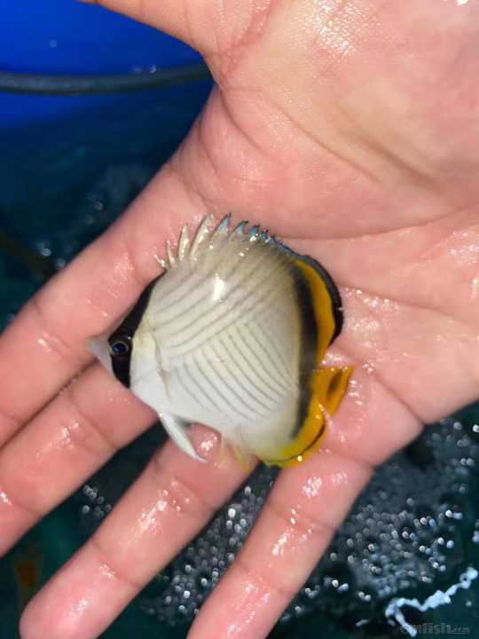 31周日黄金吊,粉蓝吊,蓝吊,篮圈,金眼吊马代线鱼类大量到货了.