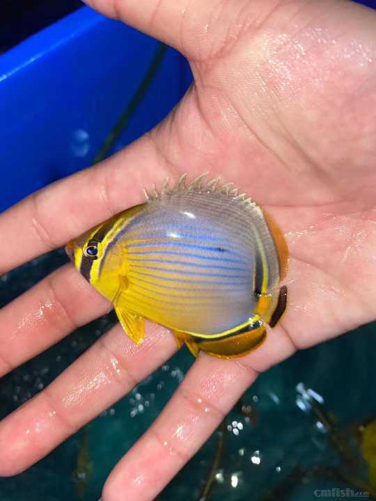 31周日黄金吊,粉蓝吊,蓝吊,篮圈,金眼吊马代线鱼类大量到货了.