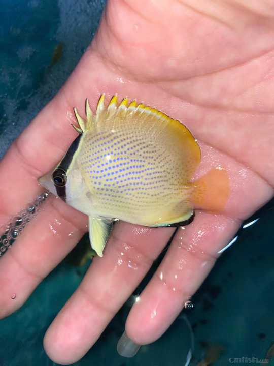 31周日黄金吊,粉蓝吊,蓝吊,篮圈,金眼吊马代线鱼类大量到货了.