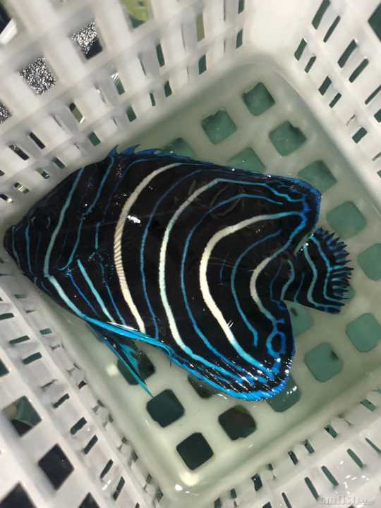 31周日黄金吊,粉蓝吊,蓝吊,篮圈,金眼吊马代线鱼类大量到货了.