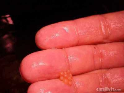 091404ltmz4ctmx4zaohct.jpg