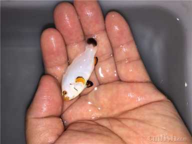 �׽�С�� (2).jpg