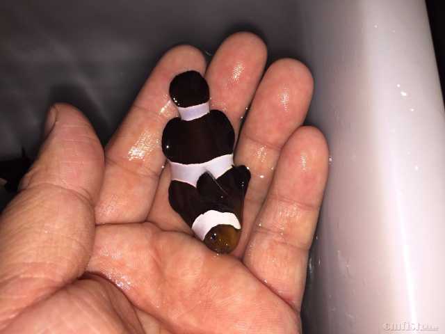 �˹����޺ڹ���С�� (2).JPG