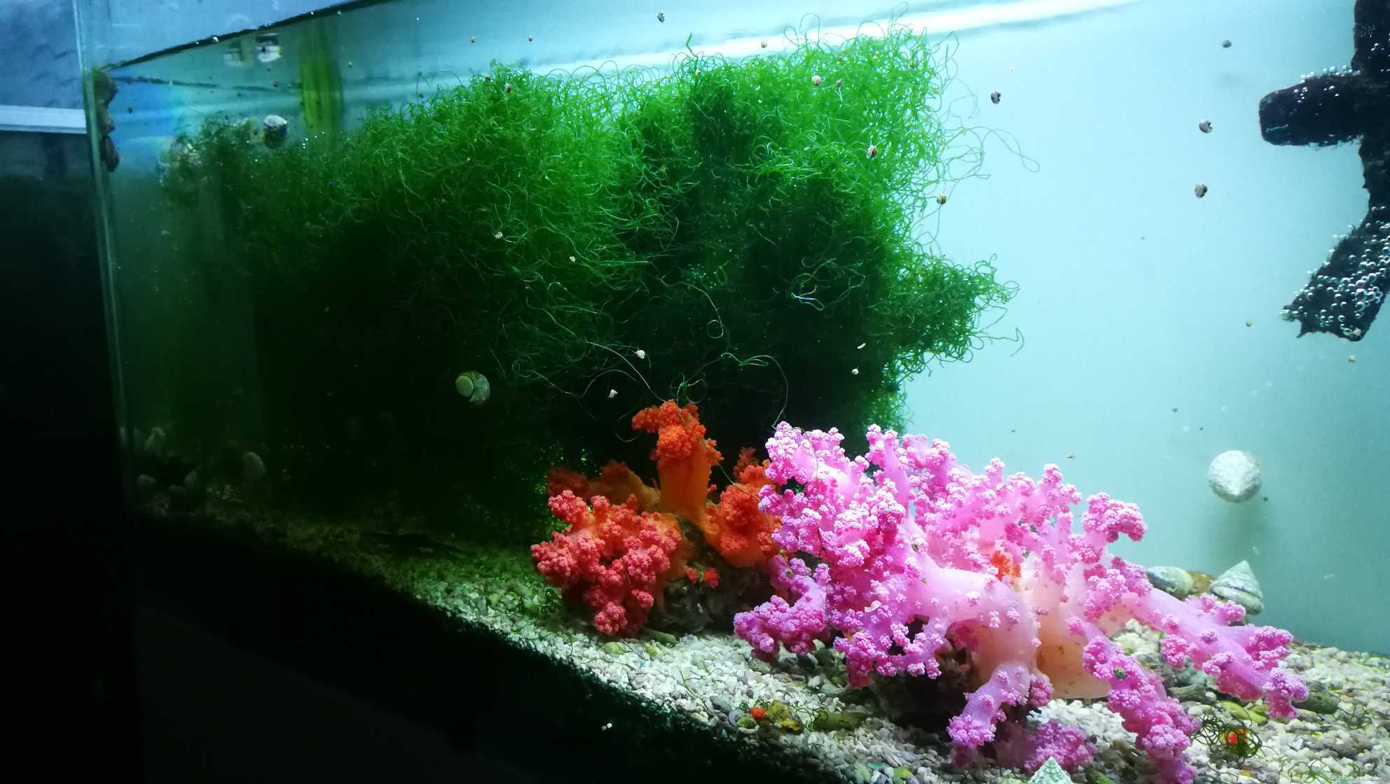 钢丝藻交换其他藻类 羽毛藻 北京地区 Cmf海友论坛 手机版 Powered By Discuz