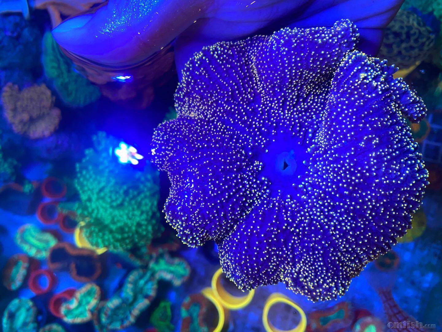 收一个金点地毯海葵,8cm左右.