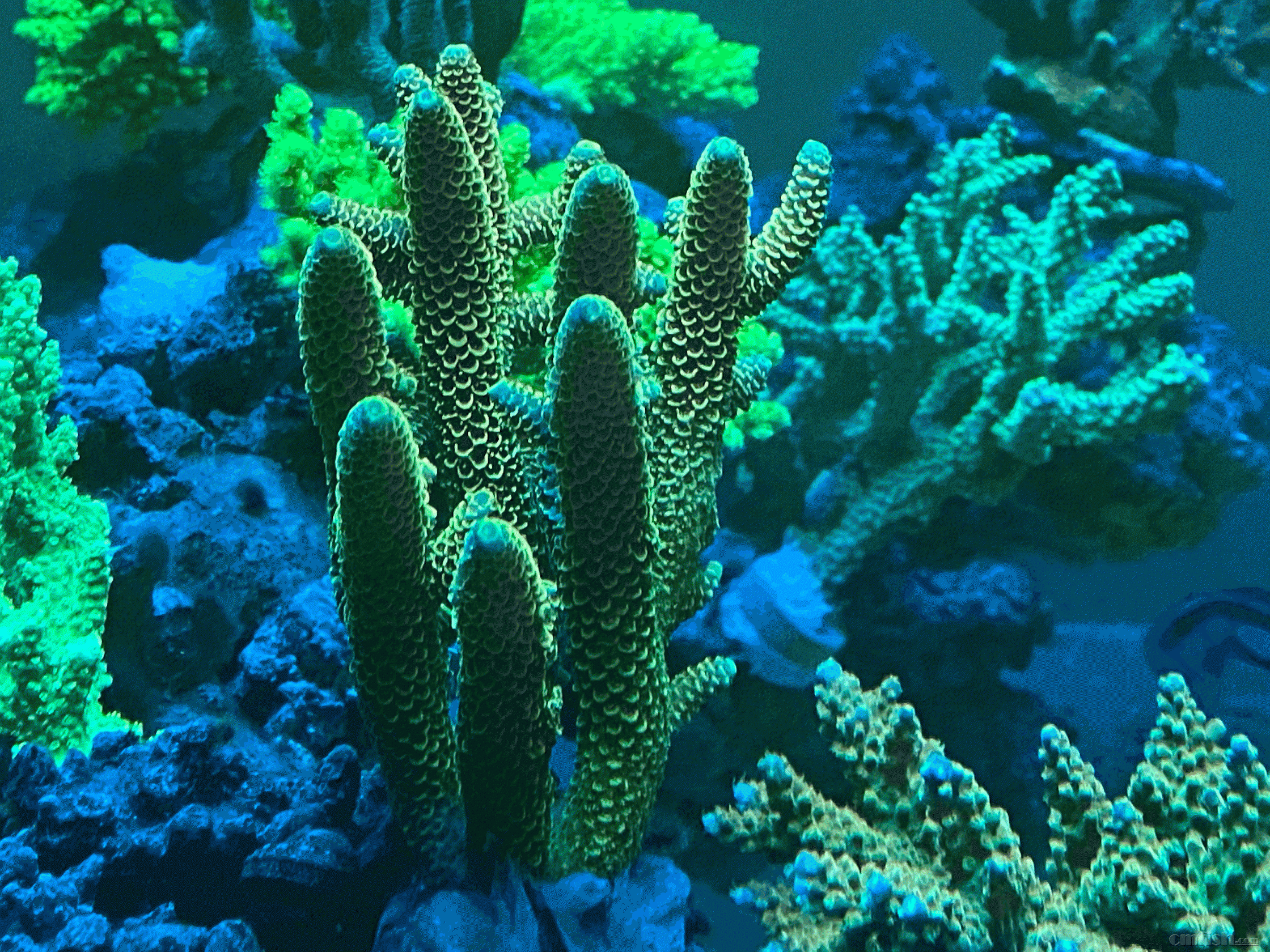 tempImageO48cbf.gif