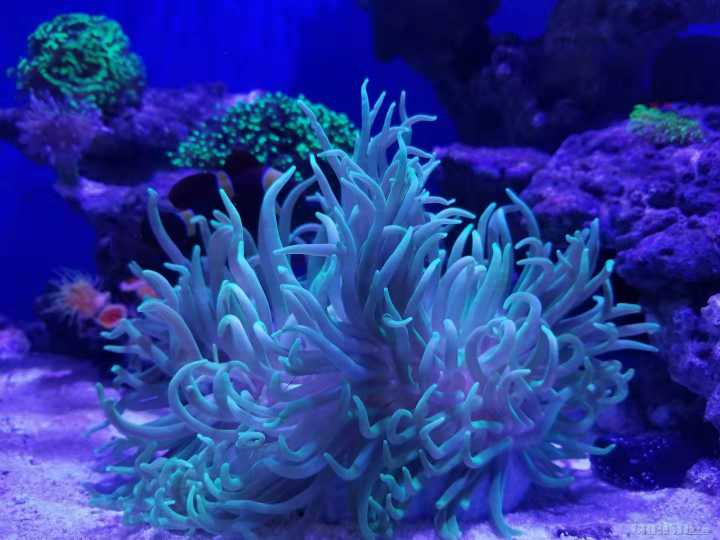 小红海葵这东西吃什么?如何饲养?