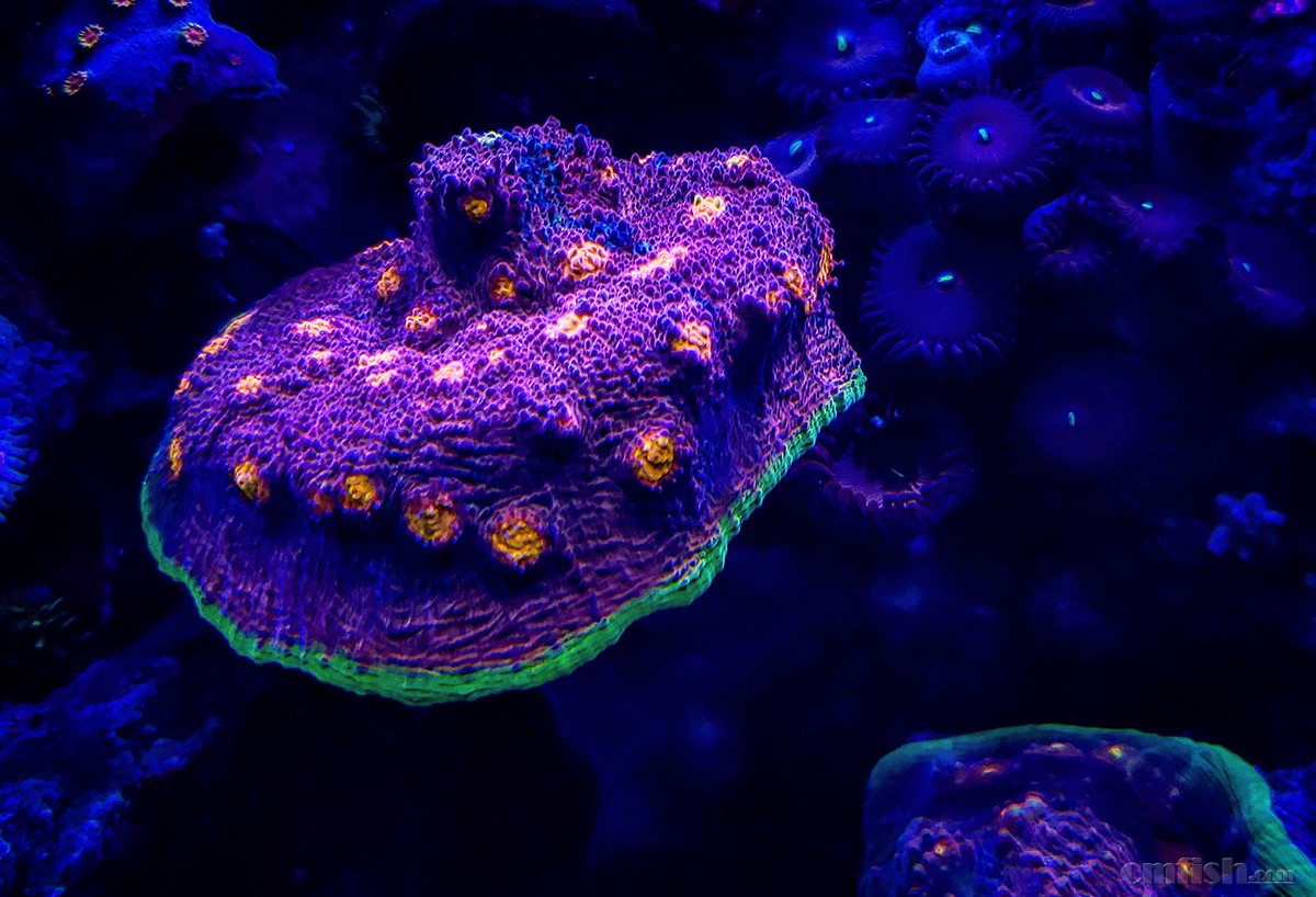 Corals - 11.jpeg