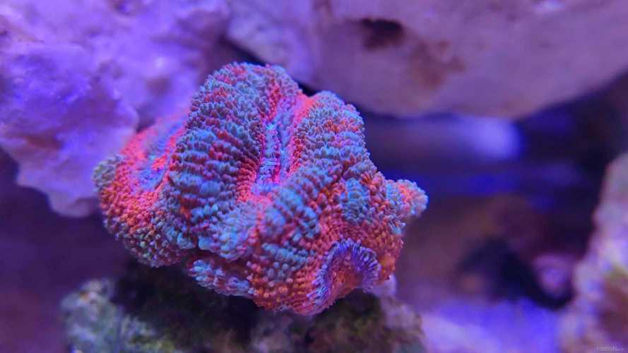 ����Ի�����