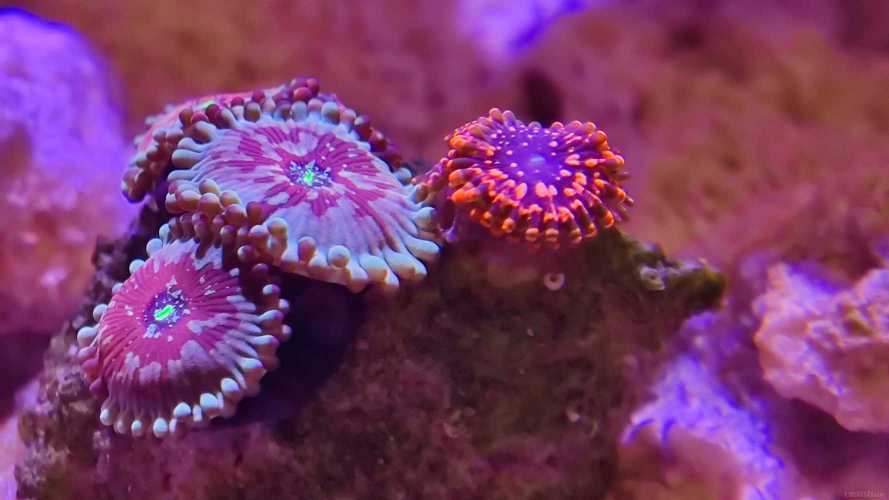 ������ �ͻ���